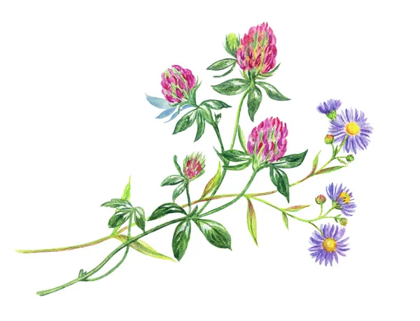 三叶草和紫苑的花束 水彩图画在白色背景 — 图库照片