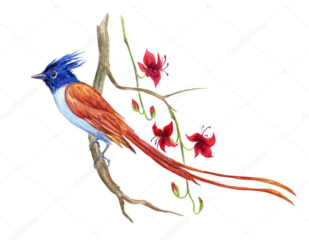 Bird of paradise on a branch with tropical flowers, watercolor on a white background, isolated