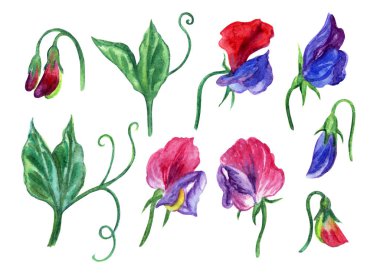 Tatlı bezelye, sulu boya resimde beyaz zemin üzerinde bir dizi.