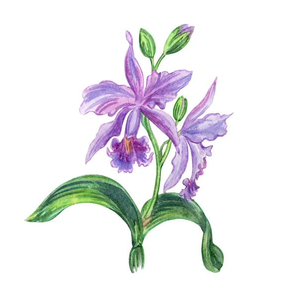 Orchidea Viola Cattleya Disegno Acquerello Sfondo Bianco Isolato — Foto Stock