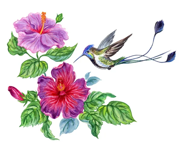 Flying hummingbird and hibiscus, watercolor drawing on white background, isolated.