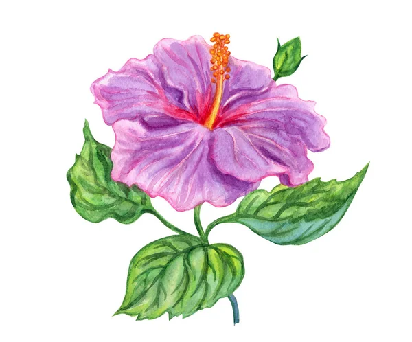 Hibiscus Bloem Aquarel Schilderen Witte Achtergrond Geïsoleerd — Stockfoto