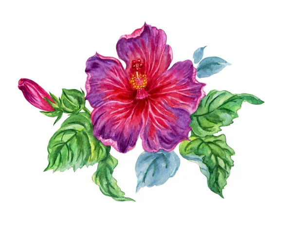Hibiscus Flower Watercolor Painting White Background Isolated — Stock Photo, Image