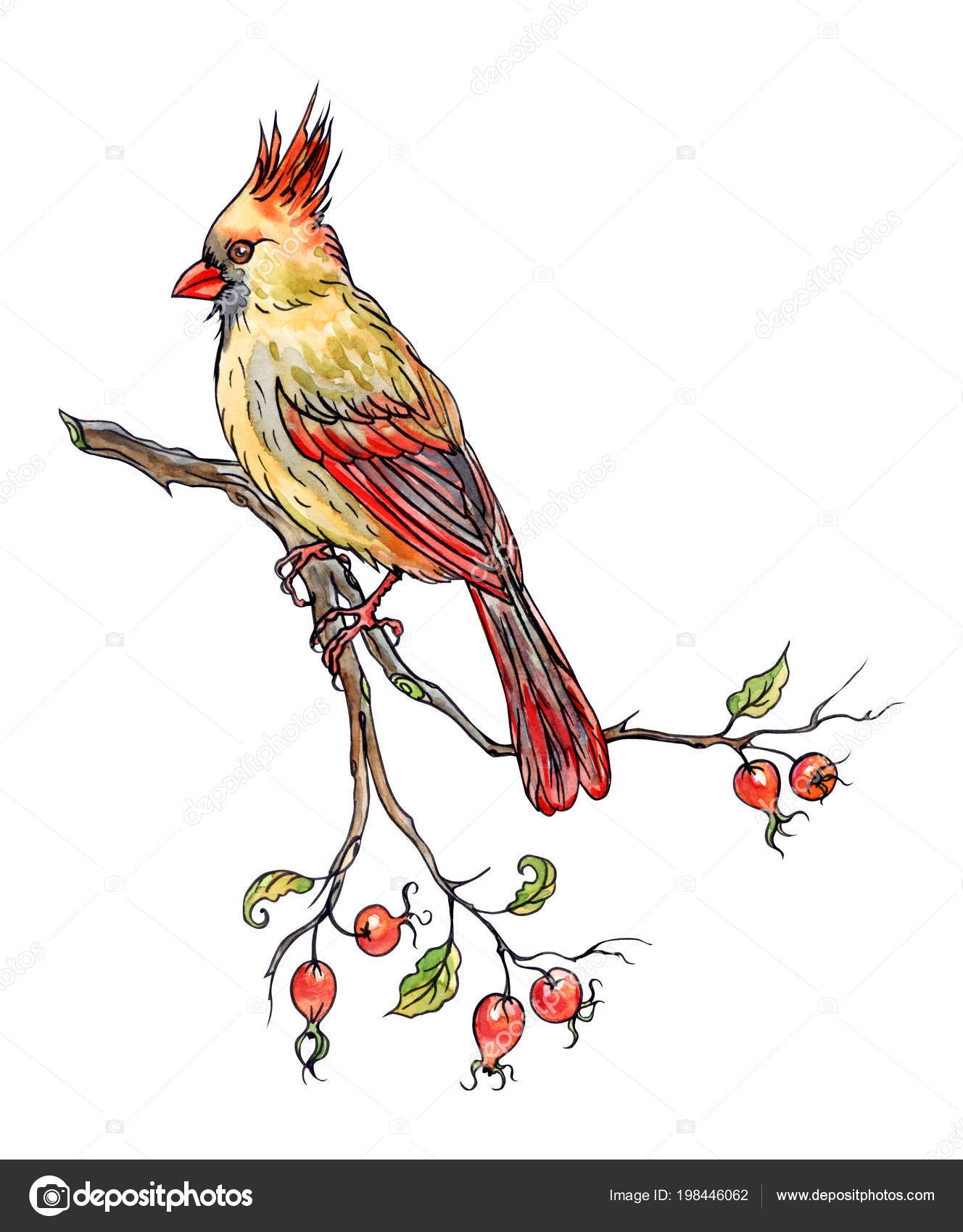 Cardinal Oiseau Sur Branche Main Dessin Sur Fond Blanc Isolé