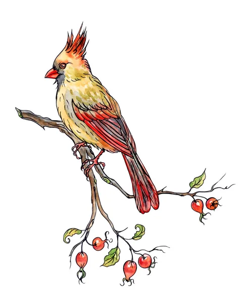 Bird Cardinal Branch Hand Drawing White Background Isolated — Stock Photo, Image