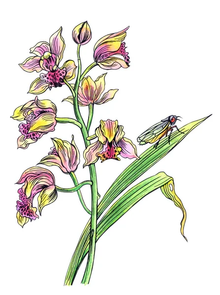 Orchid and cicada, hand drawing on white background, isolated.