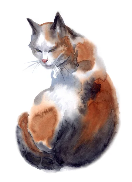Трёхцветная Кошка Акварель Белом Фоне — стоковое фото