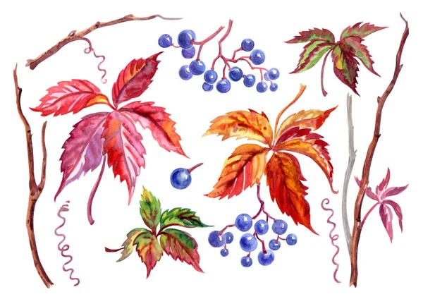 Wild Grapes Set Leaves Fruits Stems Partenocissus Watercolor Botanical Pattern — Stock Photo, Image