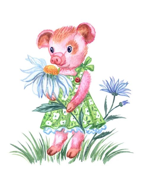 小猪女孩在绿色夏天夏装与甘菊 水彩绘画在白色背景 — 图库照片