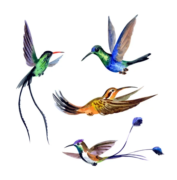 Set Hummingbirds Watercolor Drawing White Background Isolated Clipping Path — Stock Photo, Image