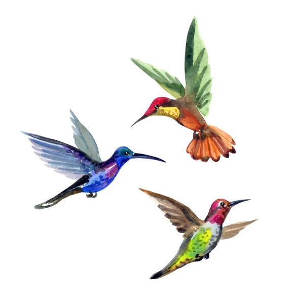 Set Hummingbirds Watercolor Drawing White Background Isolated Clipping Path — Stock Photo, Image