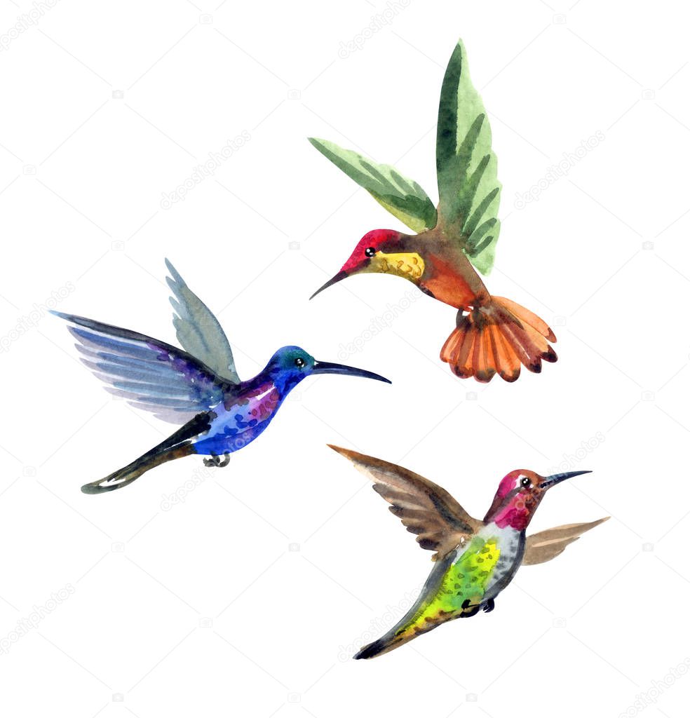 Set of hummingbirds, watercolor drawing on white background isolated with clipping path.