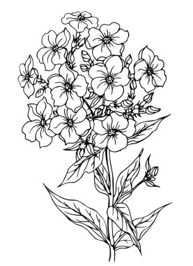 Yaz çiçek phlox, anahat siyah beyaz vektör çizim.