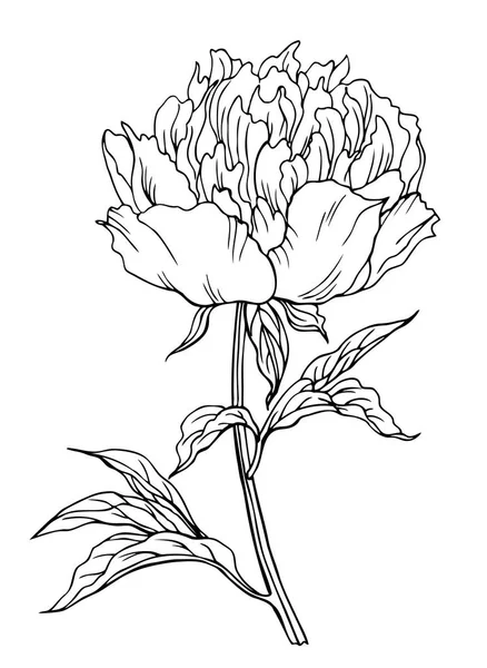 Pünkösdi Rózsa Virág Szerkezeti Fekete Fehér Vektoros Illusztráció — Stock Vector