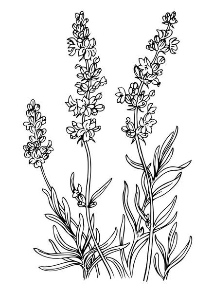 Lavanta, anahat siyah beyaz vektör çizim.