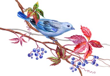 Tanagra kuş yabani üzüm, suluboya illüstrasyon izole beyaz zemin üzerine mavi.