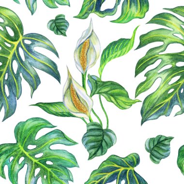 Tropikal bitki Monstera, beyaz arka plan üzerinde boyama suluboya seamless modeli.