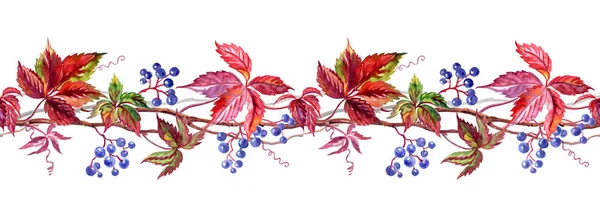 Seamless Border Wild Grapes Watercolor Painting White Background — Stock Photo, Image