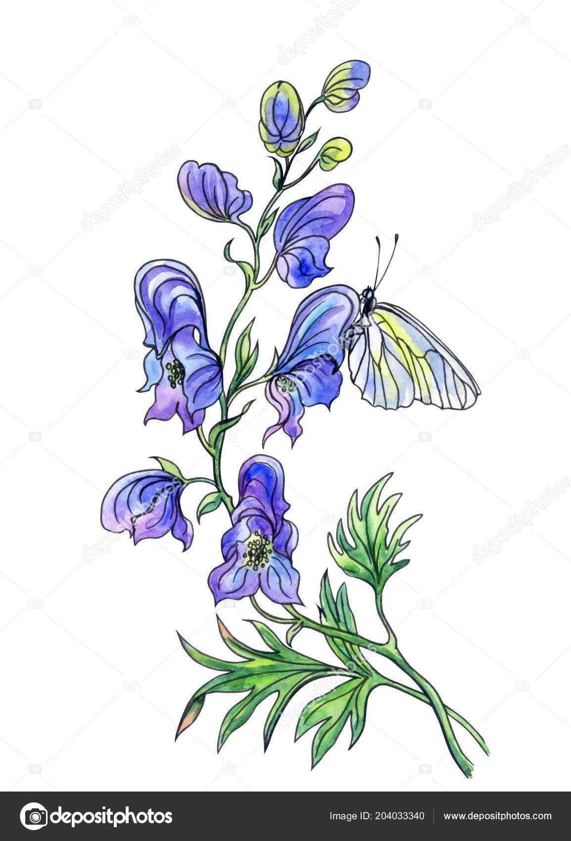 Aconite Flower Butterfly Watercolor Drawing Contour Isolated White Background Clipping Stock Photo C Ollga P 09 204033340