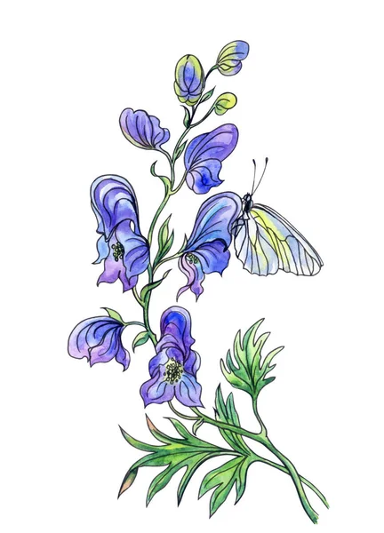Ακονίτο Λουλούδι Και Πεταλούδα Ακουαρέλα Σχέδιο Περίγραμμα Απομονώνονται Λευκό Φόντο — Φωτογραφία Αρχείου