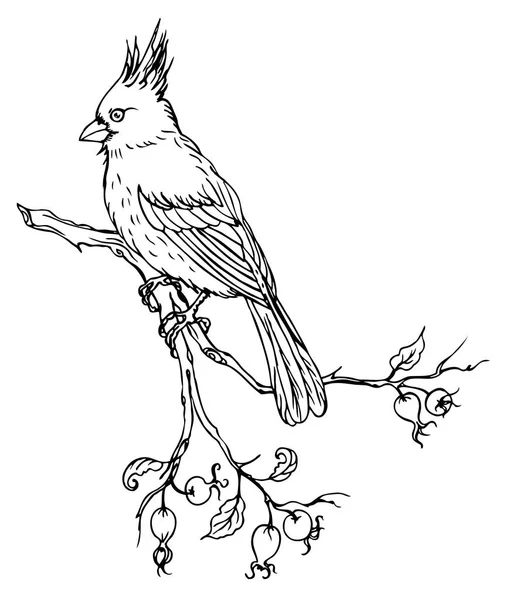 Cardinal Bird Dessin Contour Noir Blanc Illustration Vectorielle — Image vectorielle