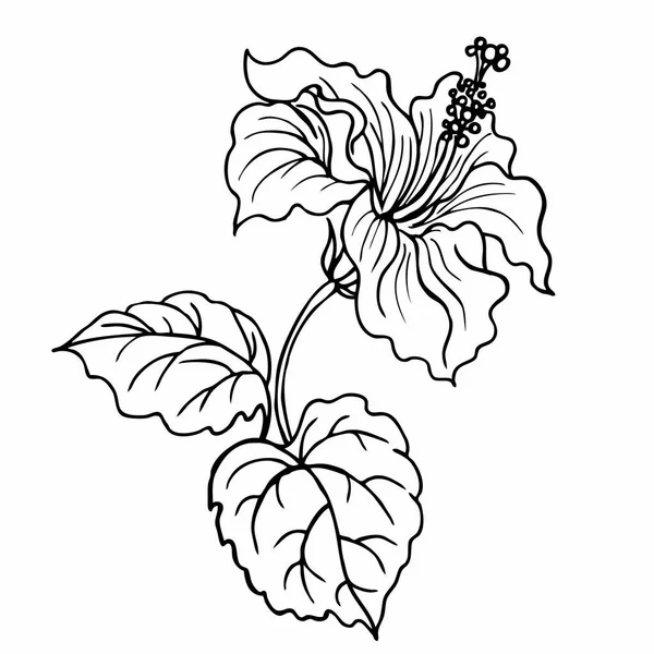 Hibiscus Dibujo Blanco Negro — Vector de stock