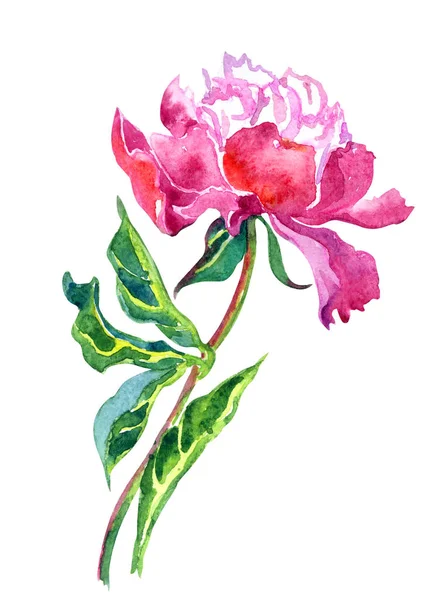 Una Peonía Rosa Dibujo Acuarela Sobre Fondo Blanco Aislado Con — Foto de Stock