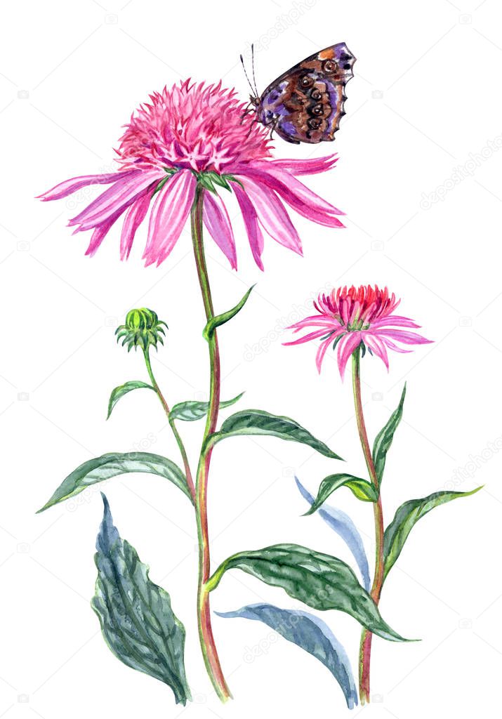 Echinacea and butterfly, watercolor painting on white background. Pink terry flower, hand drawing, isolated with clipping path.