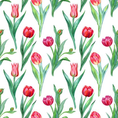 Lale sorunsuz suluboya deseni. Çiçek baskı kumaşlar ve diğer yüzeyler için.