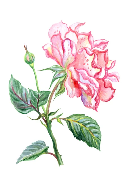 Рожева Троянда Перед Сухою Акварельна Картина Білому Тлі Ізольована Відсічним — стокове фото