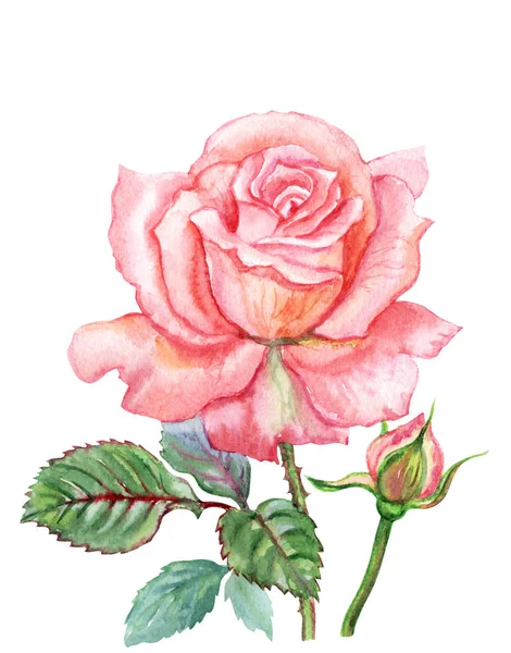 Розквіт Рожевої Троянди Акварельний Візерунок Білому Тлі Ізольований Відсічним Контуром — стокове фото