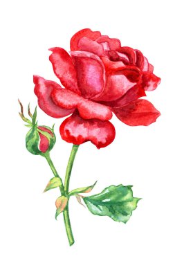 Bud ve yaprakları, kırpma yolu ile izole beyaz zemin üzerine çizim suluboya ile kırmızı gül.