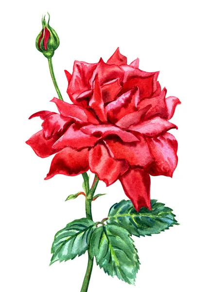 Rosa Roja Con Brote Hojas Dibujo Acuarela Sobre Fondo Blanco — Foto de Stock