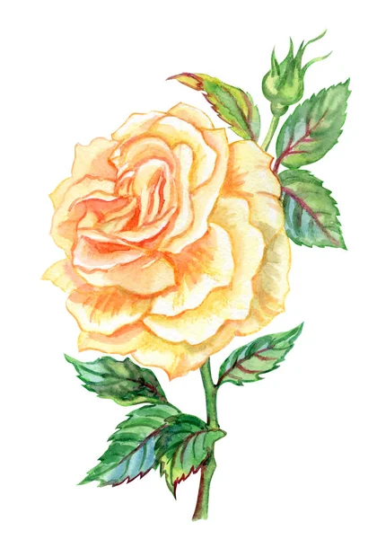 Rosa Delicada Com Broto Folhas Desenho Aquarela Fundo Branco Isolado — Fotografia de Stock