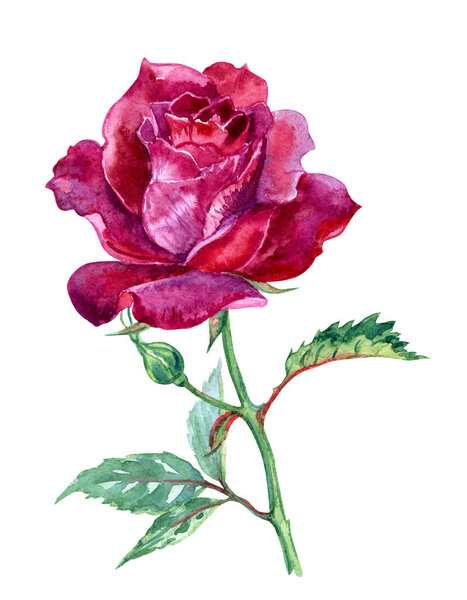 Rose burgundy color with a bud and leaves, watercolor drawing on a white background, isolated with clipping path.