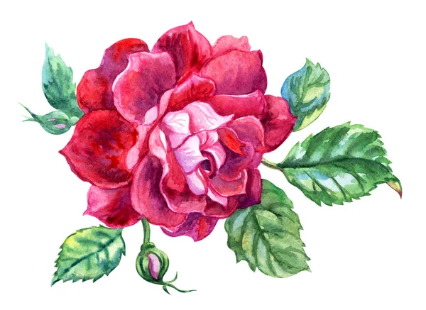 Rose Couleur Bordeaux Avec Bourgeon Des Feuilles Dessin Aquarelle Sur — Photo