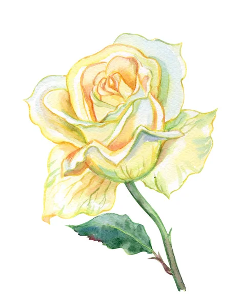 Delicate Yellow Rose Watercolor Painting White Background Isolated Clipping Path — Stock Photo, Image