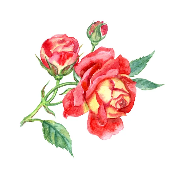 Rose Rouge Jaune Avec Bourgeons Dessin Aquarelle Sur Fond Blanc — Photo