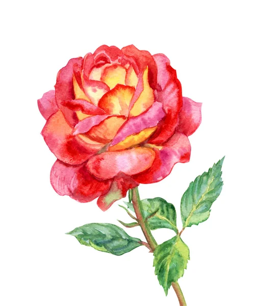 Czerwono Żółte Róża Akwarela Rysunek Białym Tle Białym Tle Ścieżką — Zdjęcie stockowe