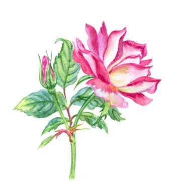 Bud, izole kırpma yolu ile beyaz bir arka plan üzerinde çizim suluboya ile parlak pembe gül.