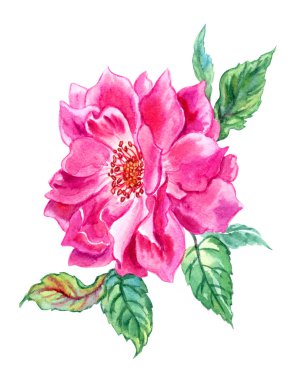 Bud ve yaprakları, kırpma yolu ile izole beyaz zemin üzerine çizim suluboya ile parlak pembe gül.