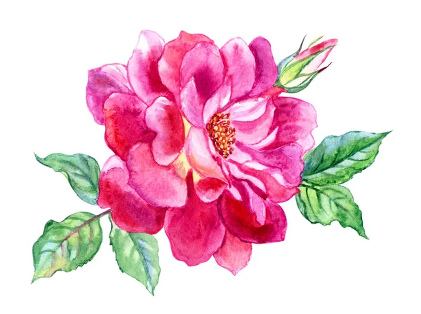 Rose Rose Vif Avec Bourgeon Feuilles Dessin Aquarelle Sur Fond — Photo