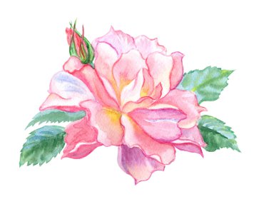 Narin gül floribunda tomurcukları, kırpma yolu ile izole beyaz zemin üzerine çizim suluboya ile.