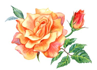 Turuncu gül, suluboya izole kırpma yoluyla beyaz zemin üzerine çizim.