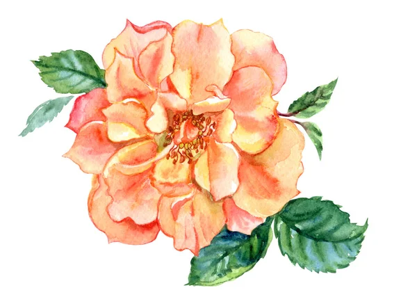 Orange rose, watercolor drawing on white background, isolated with clipping path.