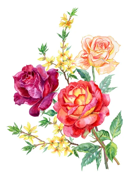 Bukiet Róż Gałązek Kwitnący Forsycja Akwarela Malarstwo Białym Tle Białym — Zdjęcie stockowe