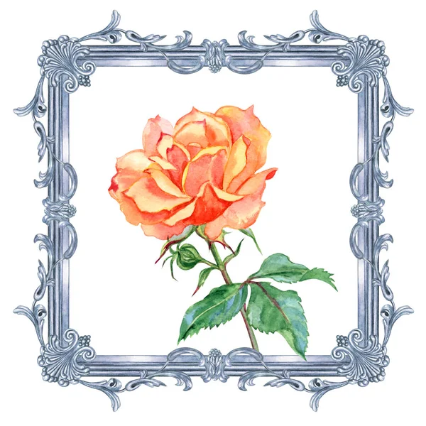 Oranžová Růže Stříbrné Barokního Čtyřhranného Rámu Akvarel Malba Bílém Pozadí — Stock fotografie