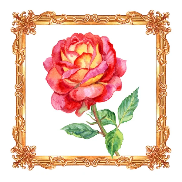 Rose Rouge Jaune Dans Cadre Baroque Carré Doré Aquarelle Sur — Photo