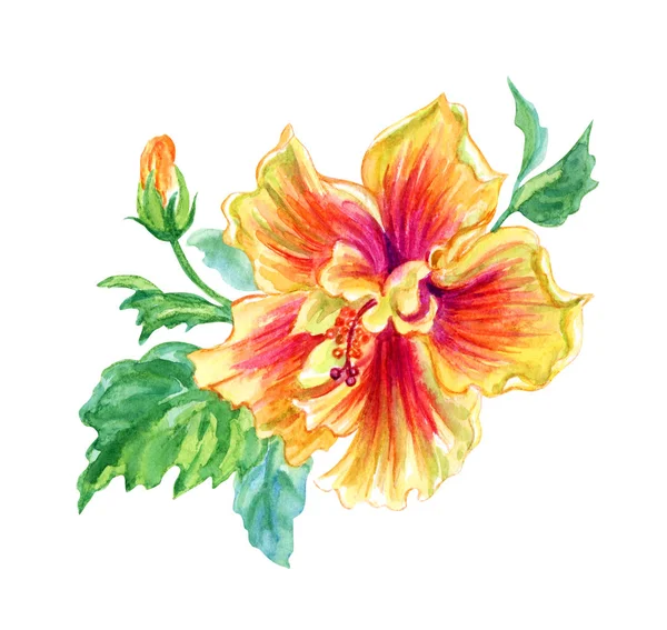 Yellow Pink Hibiscus Tropical Flower Watercolor Painting White Background Isolated — Stock Photo, Image