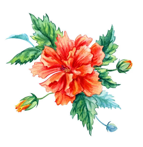 Oranje Hibiscus Tropische Bloem Aquarel Schilderen Witte Achtergrond Geïsoleerd Met — Stockfoto